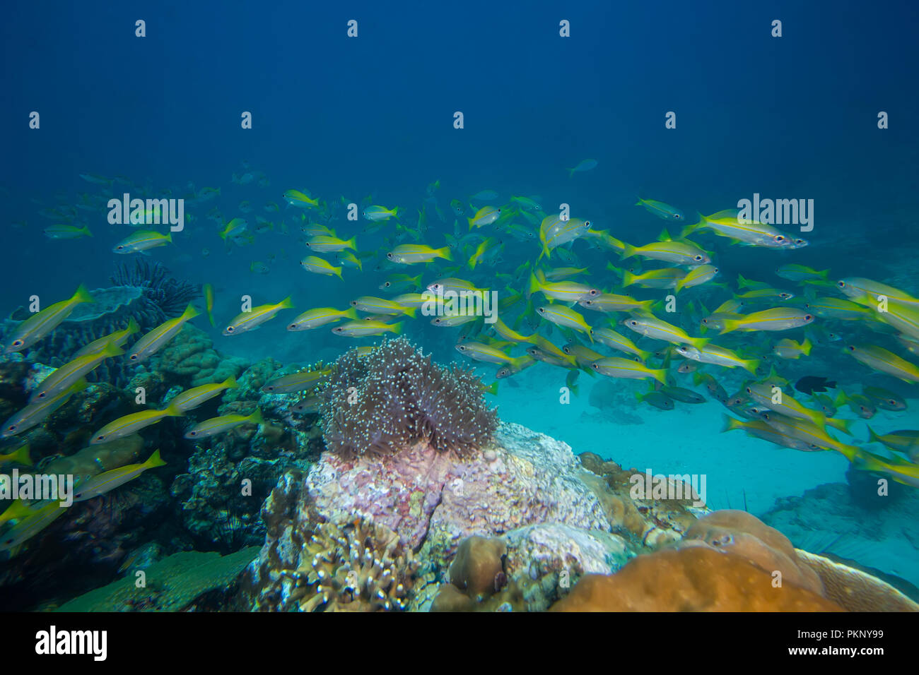 The school of yellow strip fish in the underwater Stock Photo