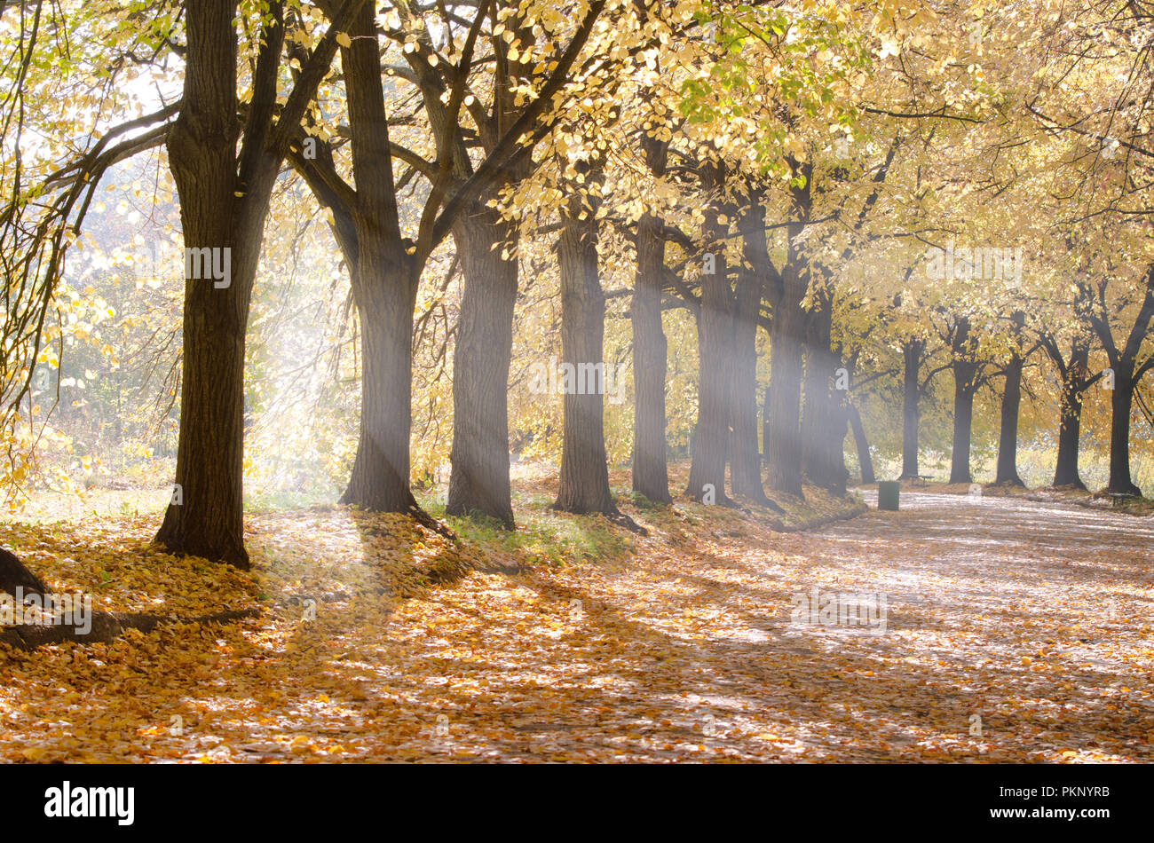 Morning sun rays goes through straight alley trees in the city park ...