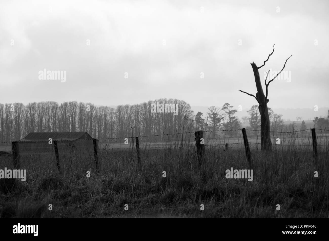 Dead Tree & Barn in a Field (B&W) in rural NSW Stock Photo