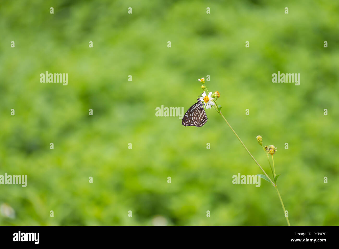butterfly on small flower Stock Photo