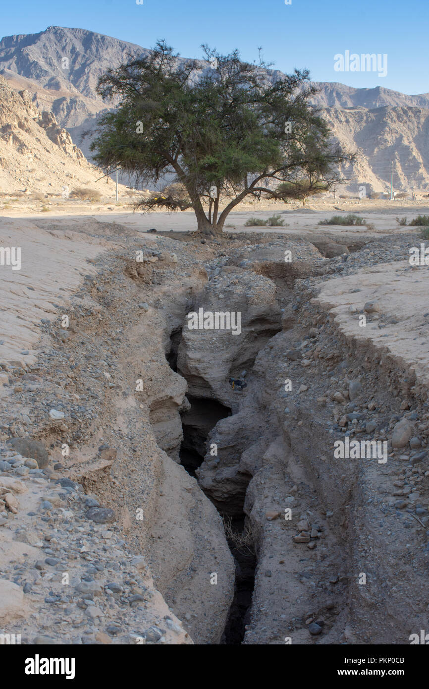 a single green tree stands at the end of a deep crevice or crack in a ...
