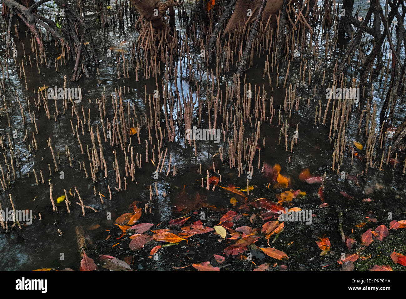 Mangrove world, Ubin Island, Singapore Stock Photo
