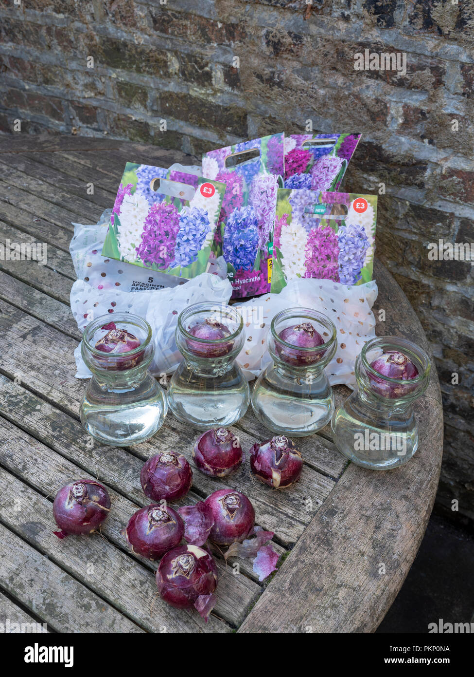 A selection of hyacinth bulbs for forcing in hyacinth vases ready to be cultivated in time for Christmas Stock Photo
