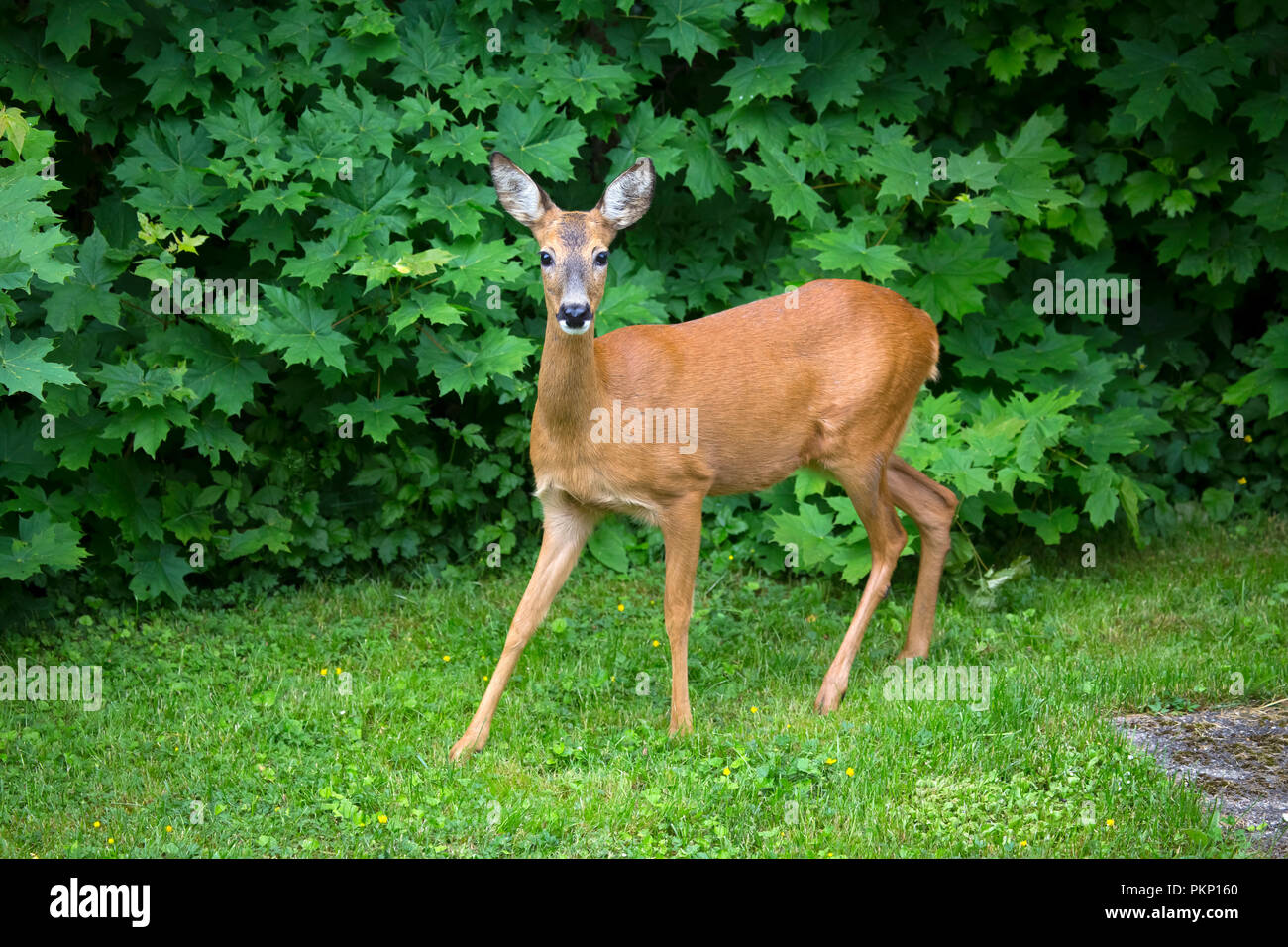 Roe deer (Capreolus capreolus), Rasta Park, Solna, Sweden Stock Photo -  Alamy