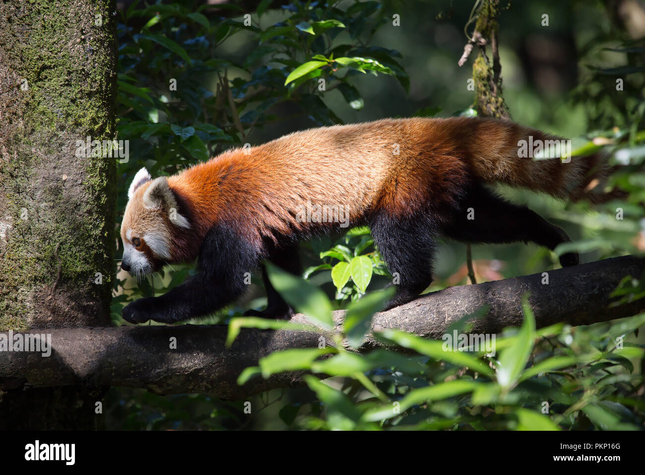 A red panda (Ailurus fulgens) walking on a tree, Darjeeling Zoo Park