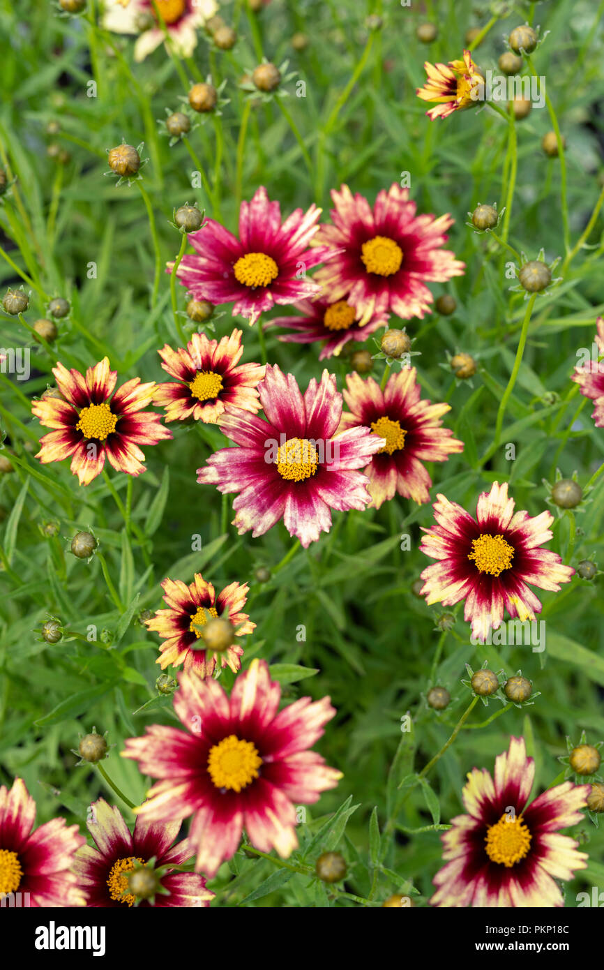 Coreopsis ‘Redshift’. Redshift Tickseed Stock Photo