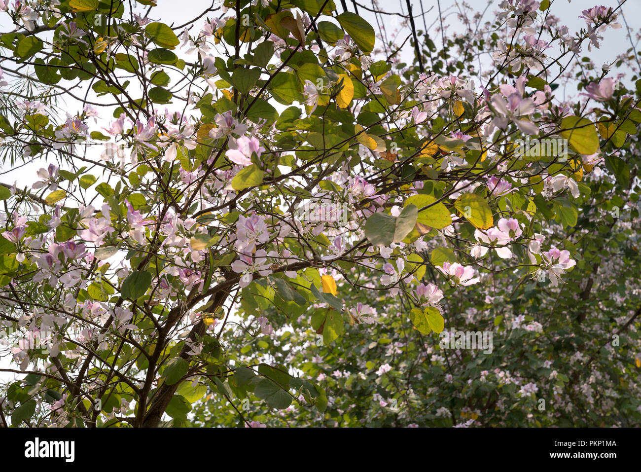 Bauhinia variegata flowers blooming, in full bloom in the mountainous area in the northwest of Vietnam Stock Photo