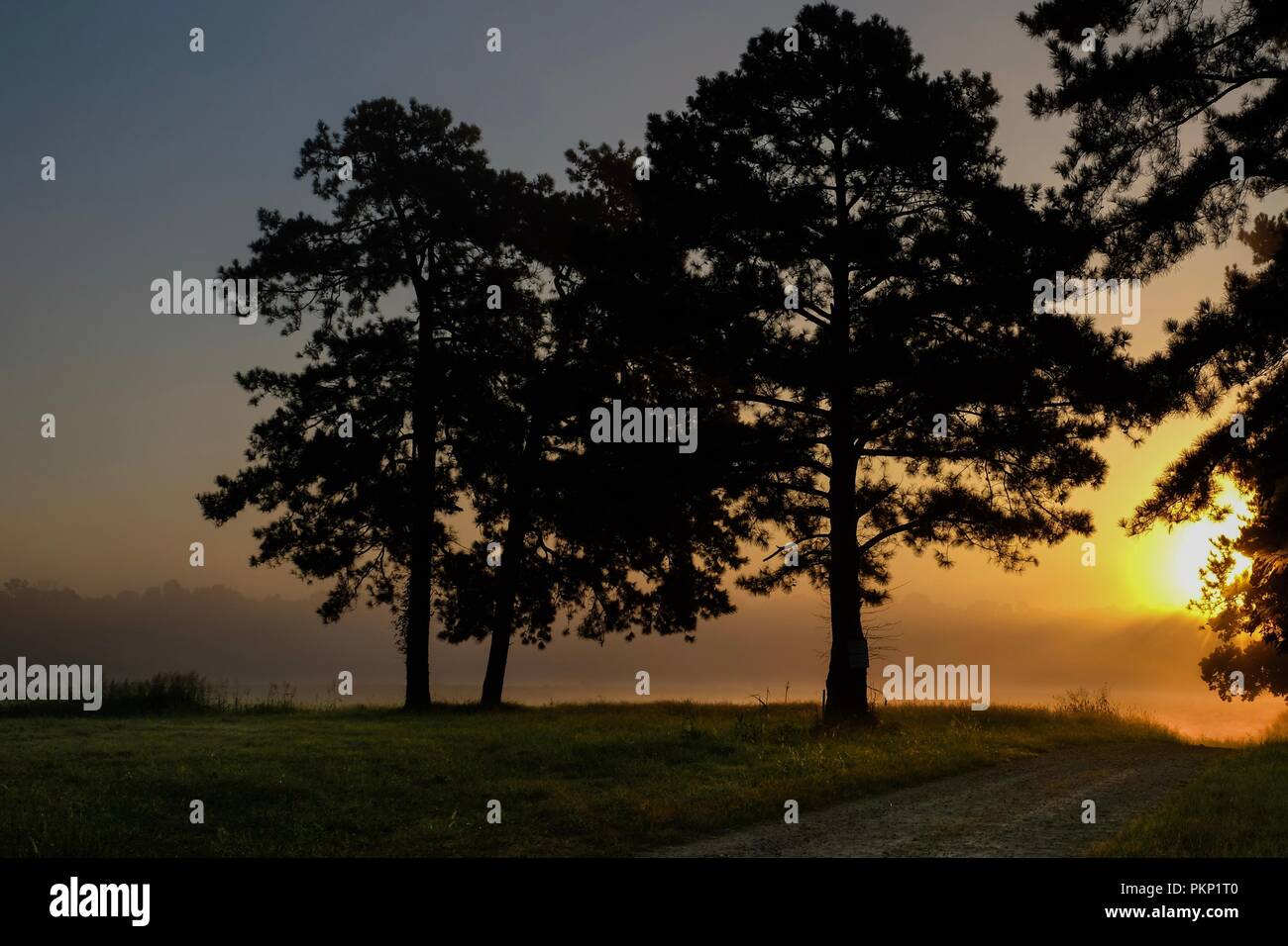 Beautiful foggy sunrise with the silhouettes of a few loblolly pine trees. Raleigh North Carolina Stock Photo