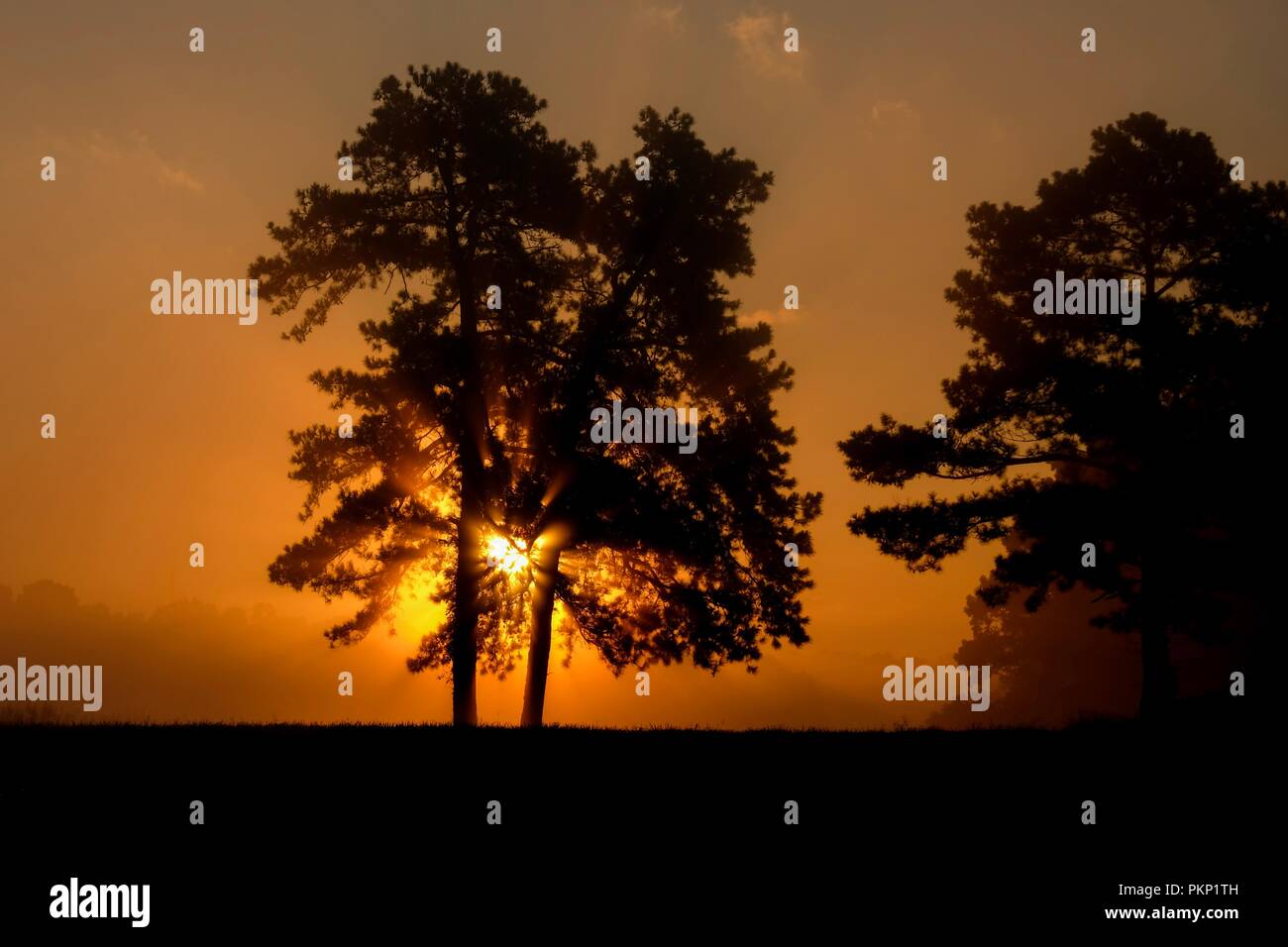 Beautiful foggy sunrise, as sunbeams stab through the loblolly pine trees. Raleigh North Carolina Stock Photo