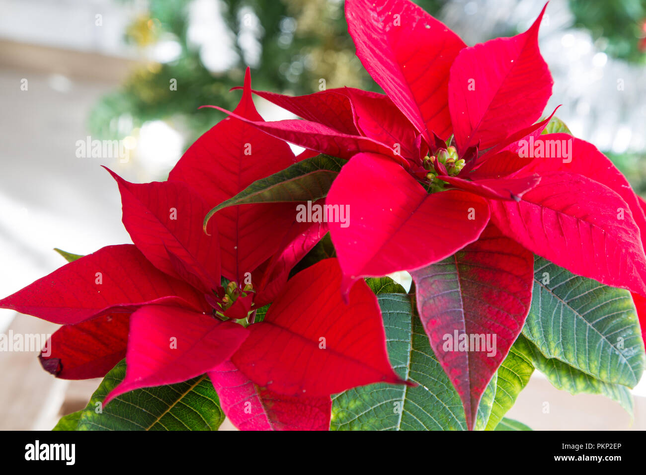 a beautiful red flower for christmas