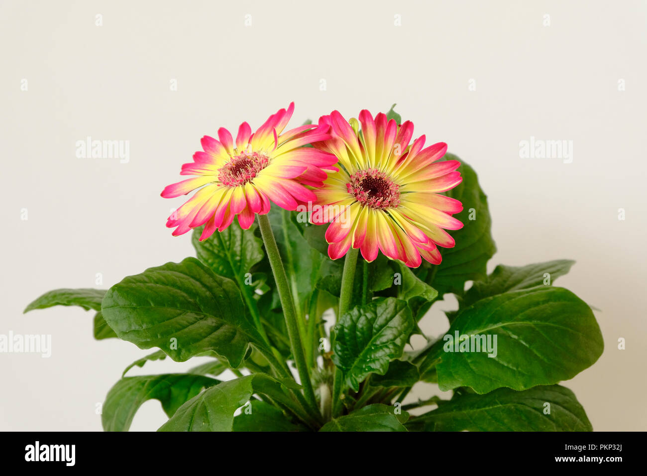 Deep pink and yellow Gerbera flowers against plain white background Stock Photo