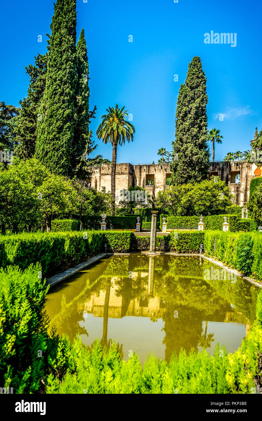 Seville, Spain- June 18, 2017: A tall tree next to the water pond in the garden of the Alcazar palace in Seville, Spain June 2017 Stock Photo