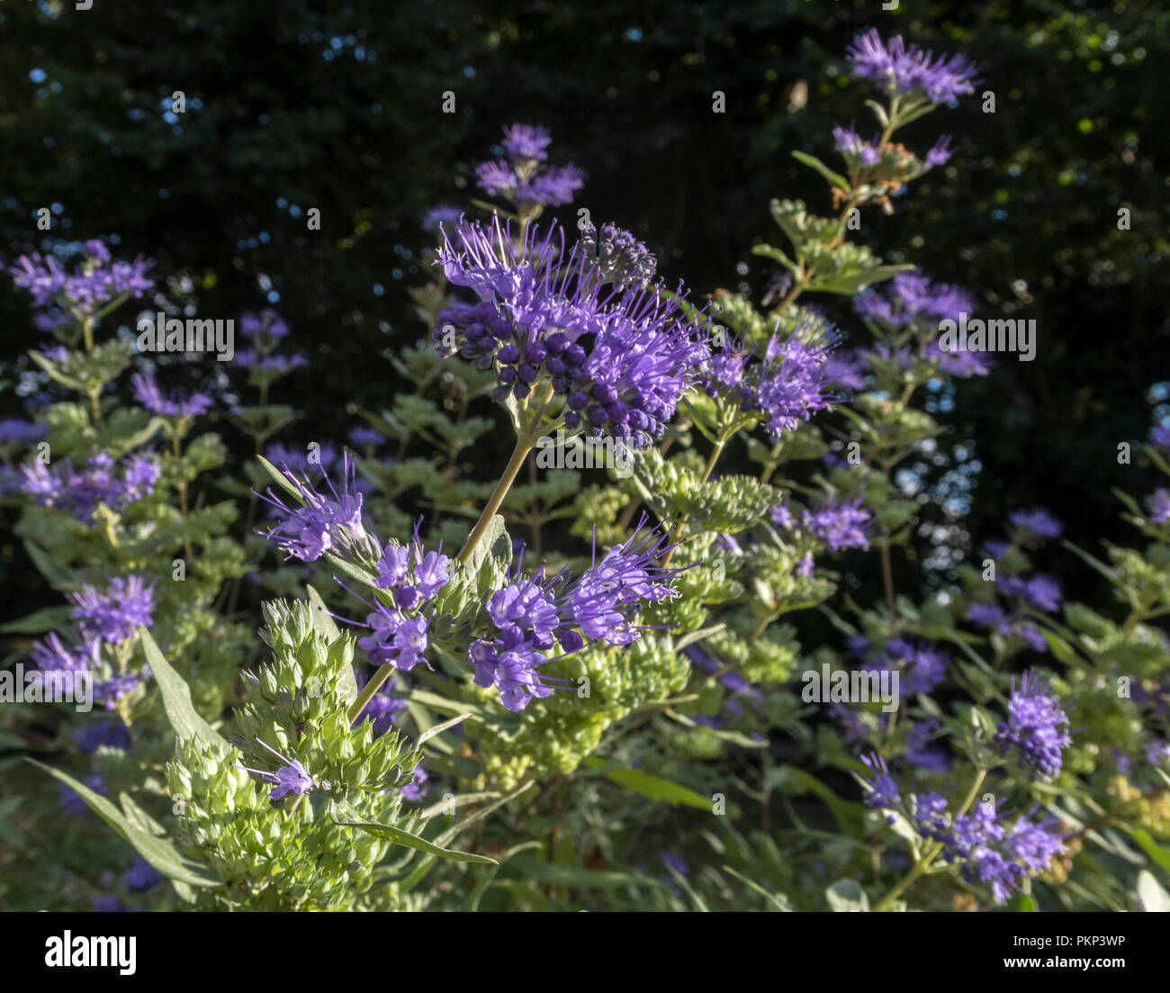 Caryopteris × clandonensis Heavenly Blue, blue flowering shrub in September. Stock Photo