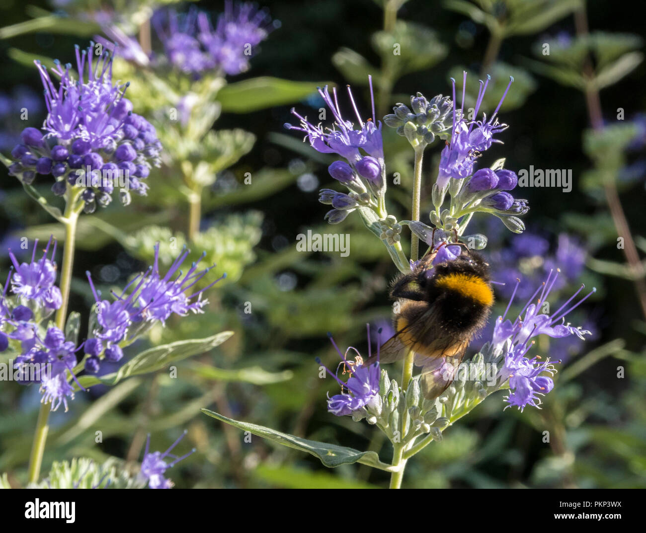 Bees are attracted to Caryopteris × clandonensis Heavenly Blue, a blue flowering shrub in September. Stock Photo