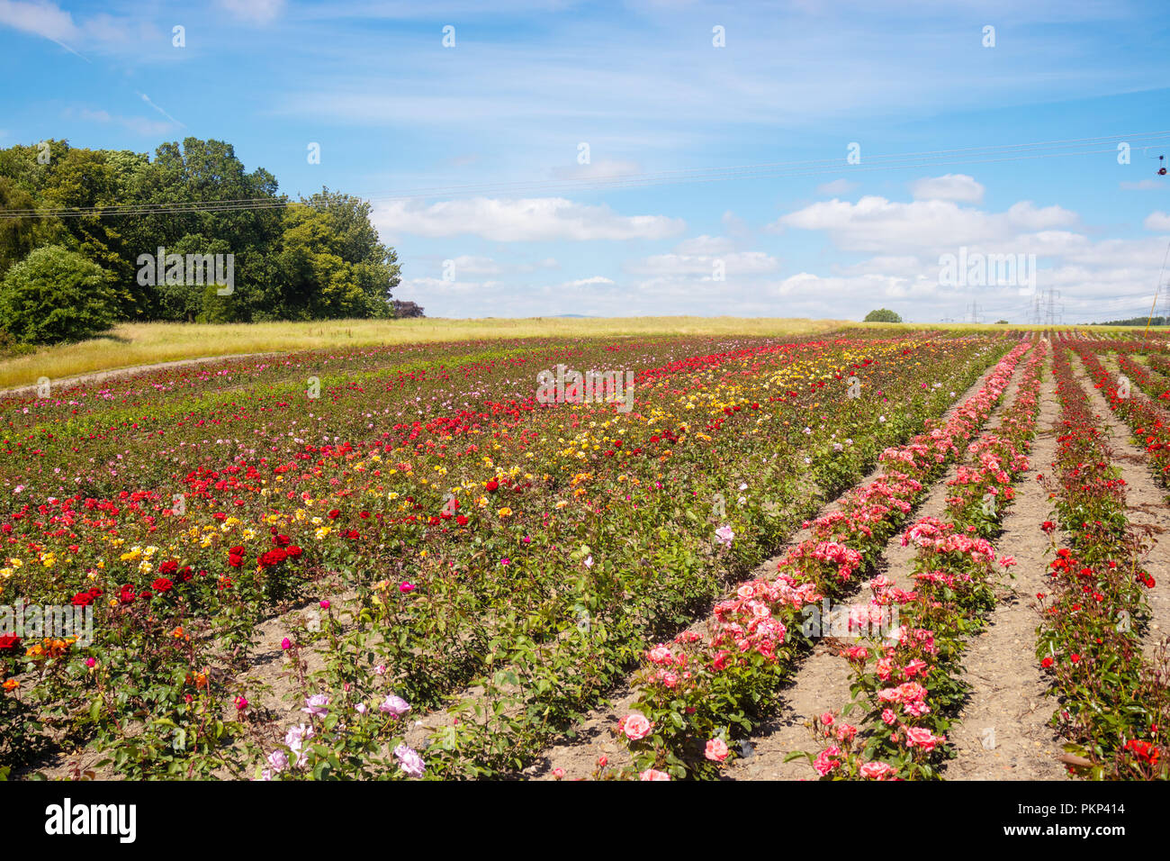 Commercial growing of roses in Fife Scotland Stock Photo - Alamy