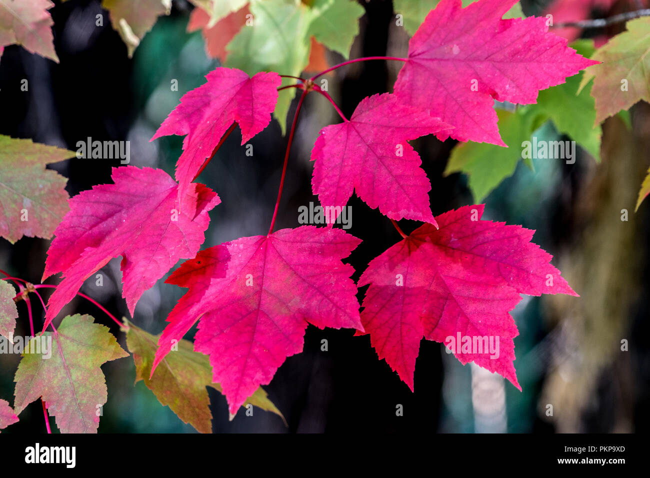 Closeup of a group of six bright crimson leaves amongst green and brown foliage ,on the tree in autumn Stock Photo