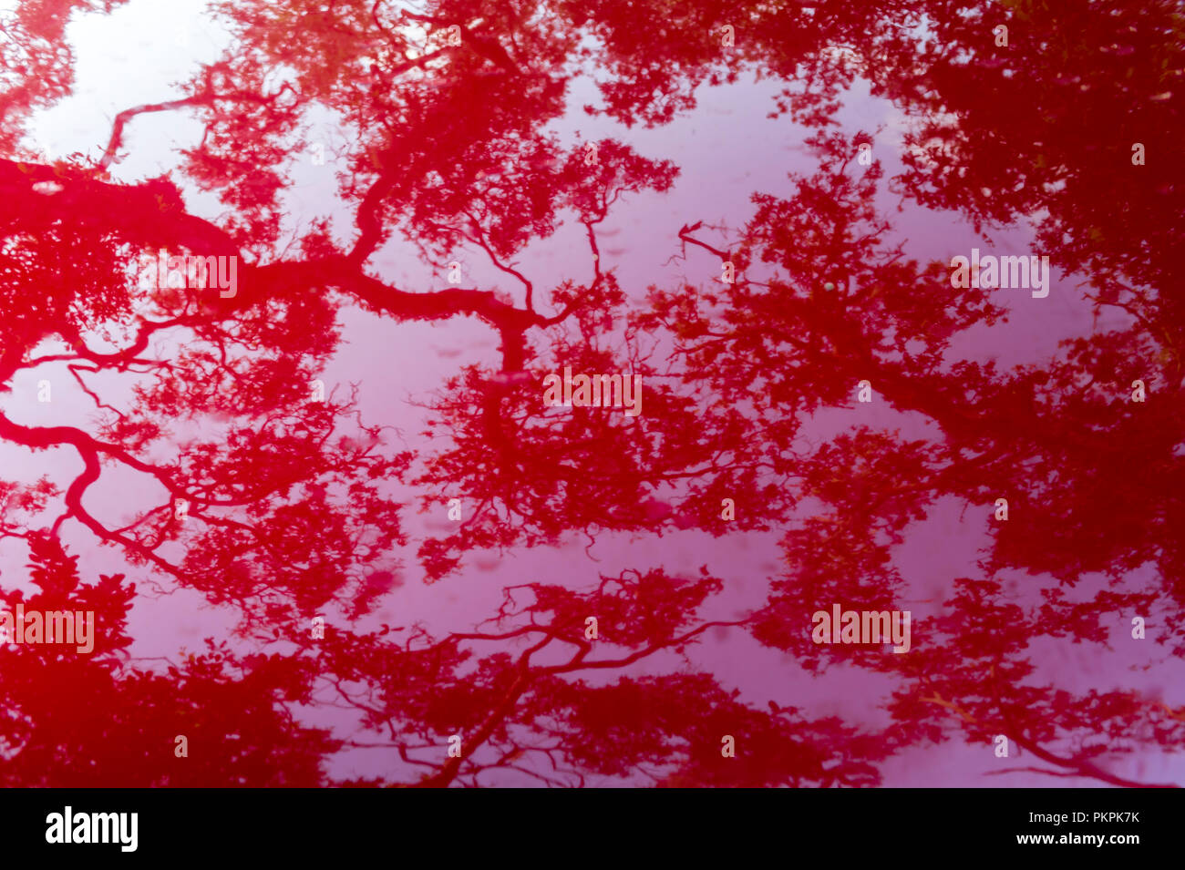 Abstract background image of hammock trees reflecting on the hood of a