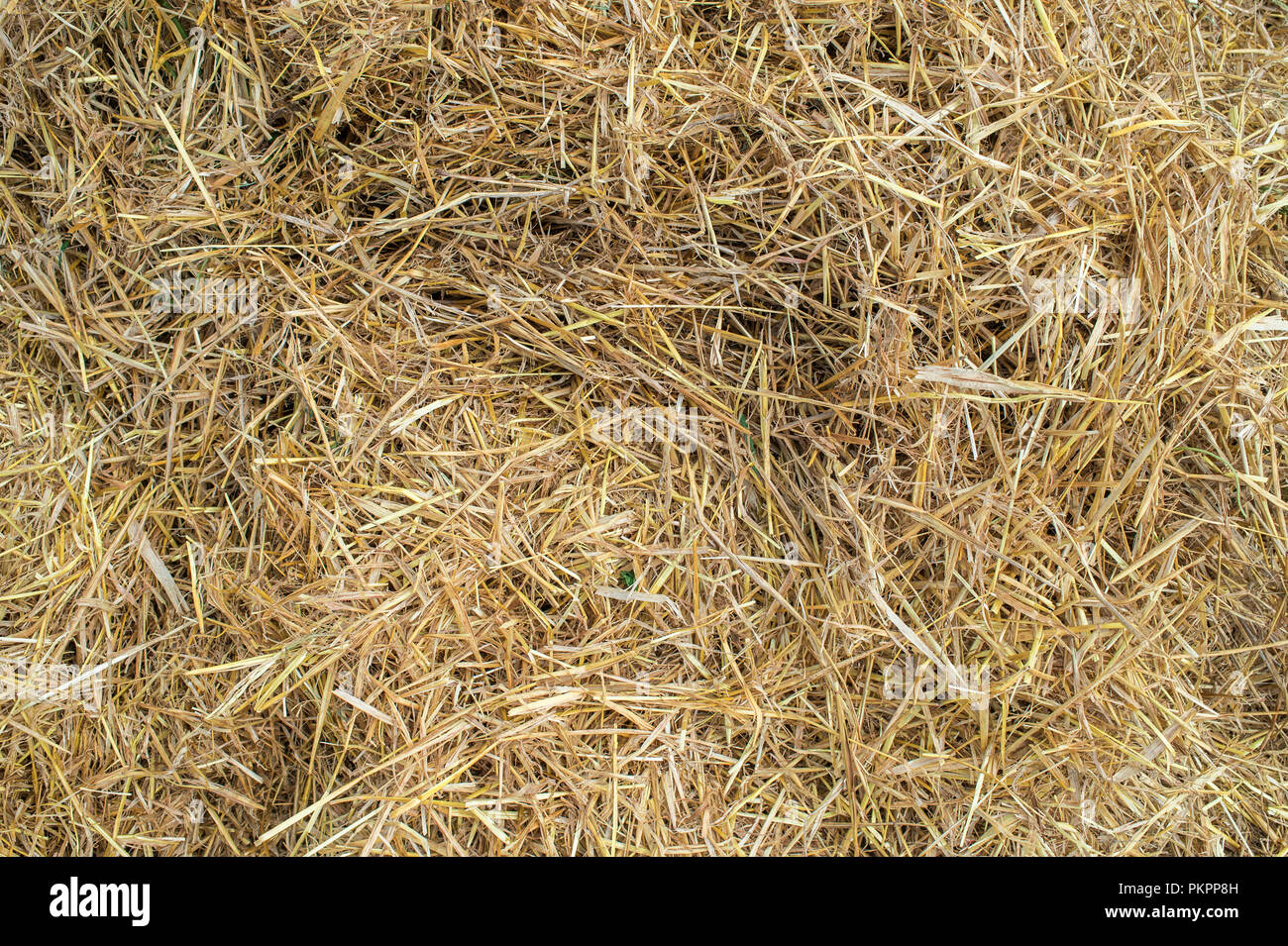 texture of mown hay Stock Photo - Alamy