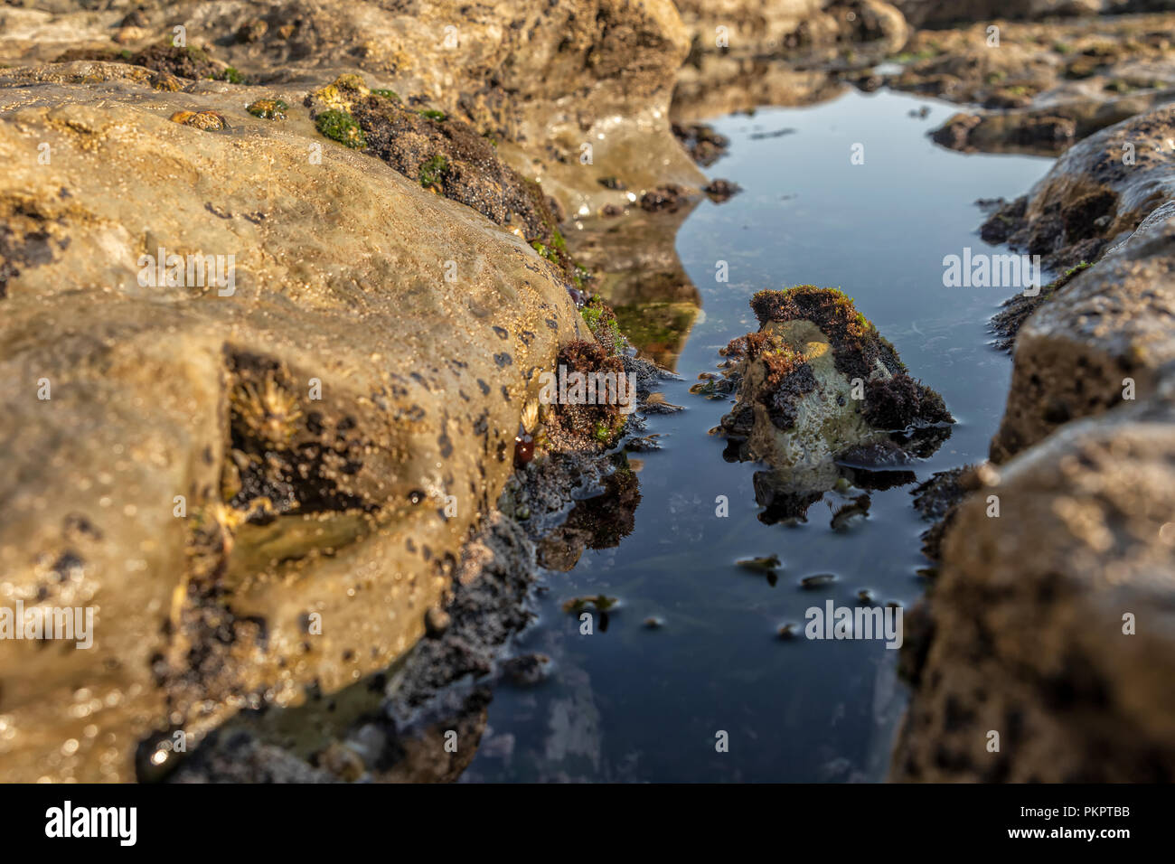 Oceanic pools with seaweed and rocks and marine life Stock Photo - Alamy