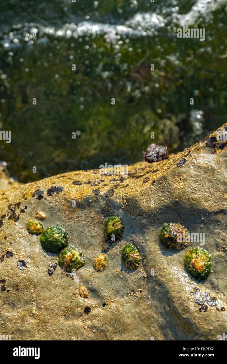 Oceanic pools with seaweed and rocks and marine life. Seen from above ...