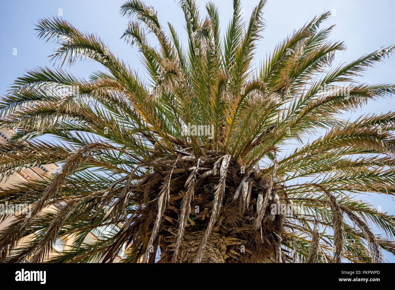 Spain, Malaga, Europe,  a group of palm trees next to a tree Stock Photo