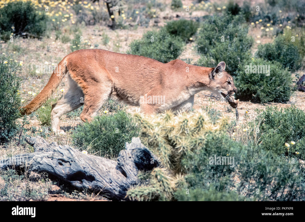 Mountain Lion (Puma concolor) with caught prey, Sonoran Desert, Arizona Stock Photo