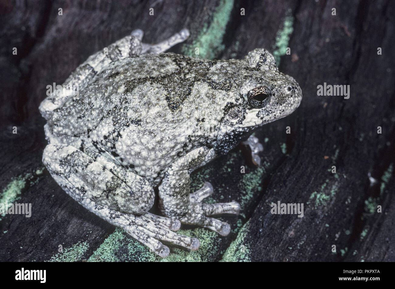 Grey Treefrog (Hyla versicolor) Stock Photo