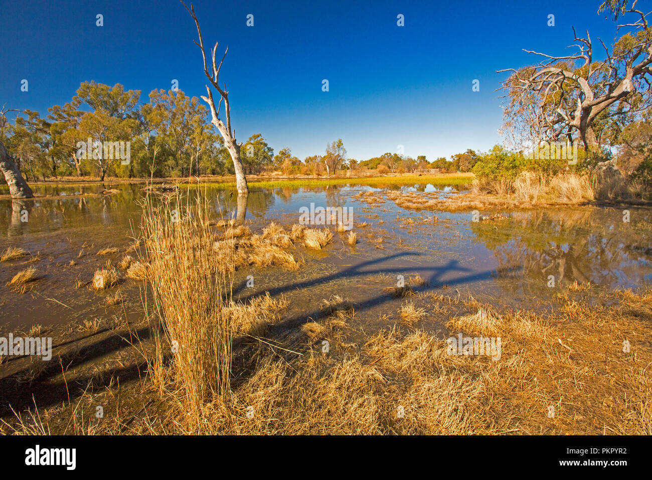 Colourful Australian landscape with golden grasses and reeds, gum trees, and blue sky reflected in calm waters of Tiger Bay wetlands at Warren NSW Stock Photo