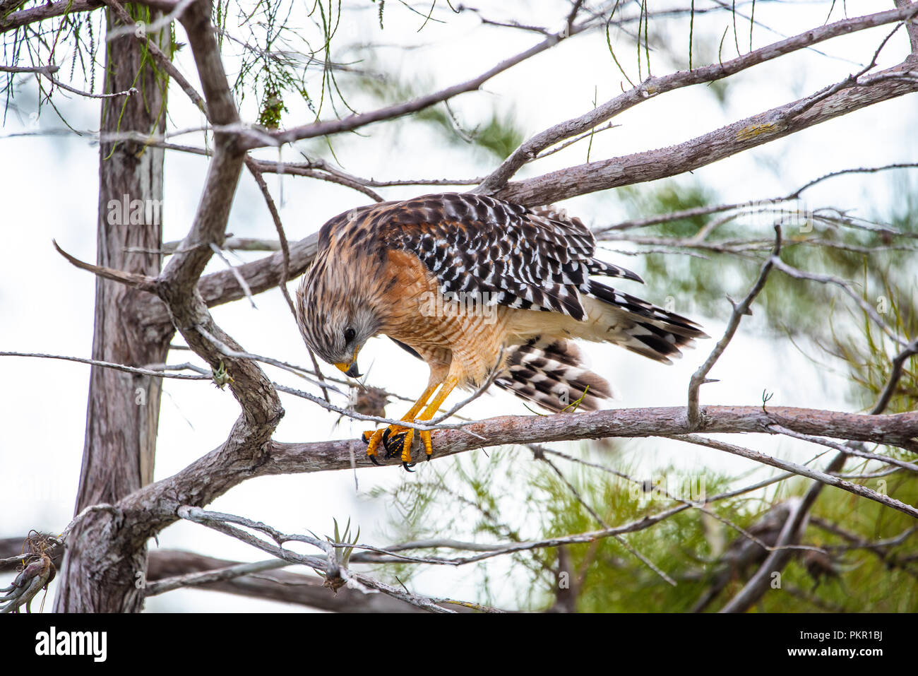 A Red Shoulder Hawk eating a baby turtle perched on a tree in the