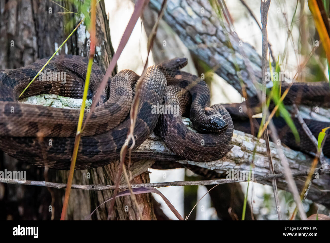 Brown water snakes tangled on branch in the Everglades National Park. Stock Photo