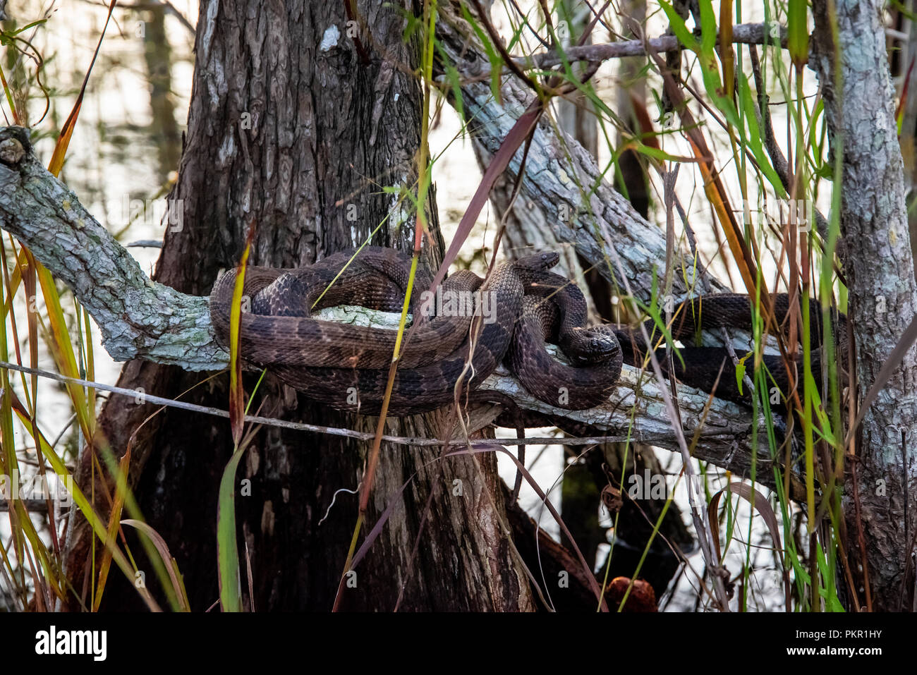 Brown water snakes tangled on branch in the Everglades National Park ...