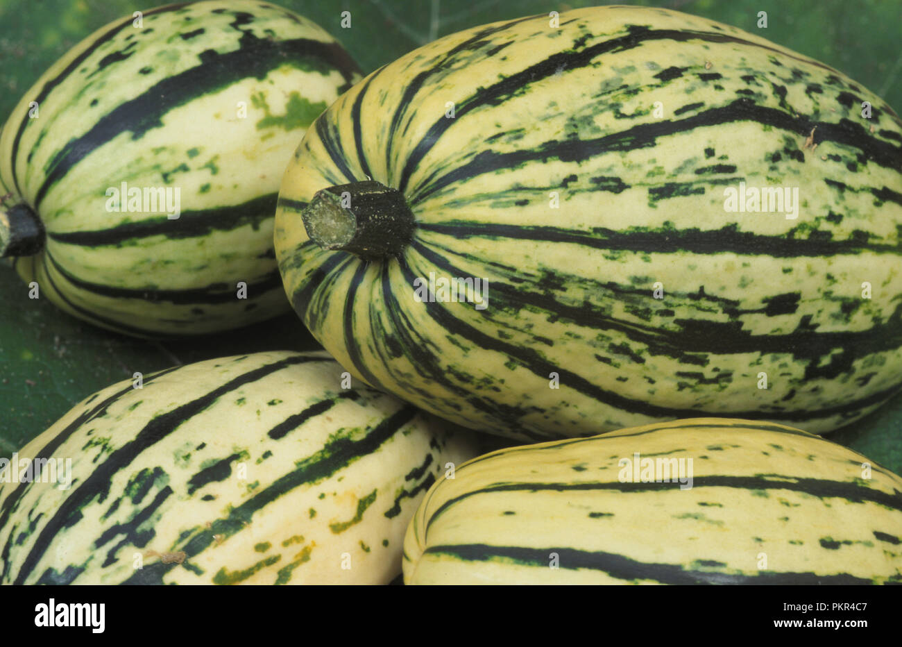 SQUASH 'DELICATA' (CUCURBITA PEPO) Stock Photo