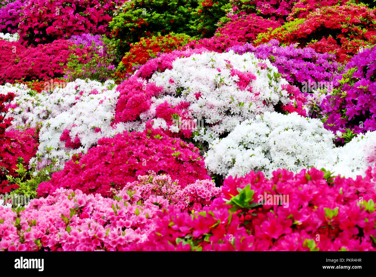 Colorful Japanese azalea flowers in full bloom during Bunkyo Azalea ...