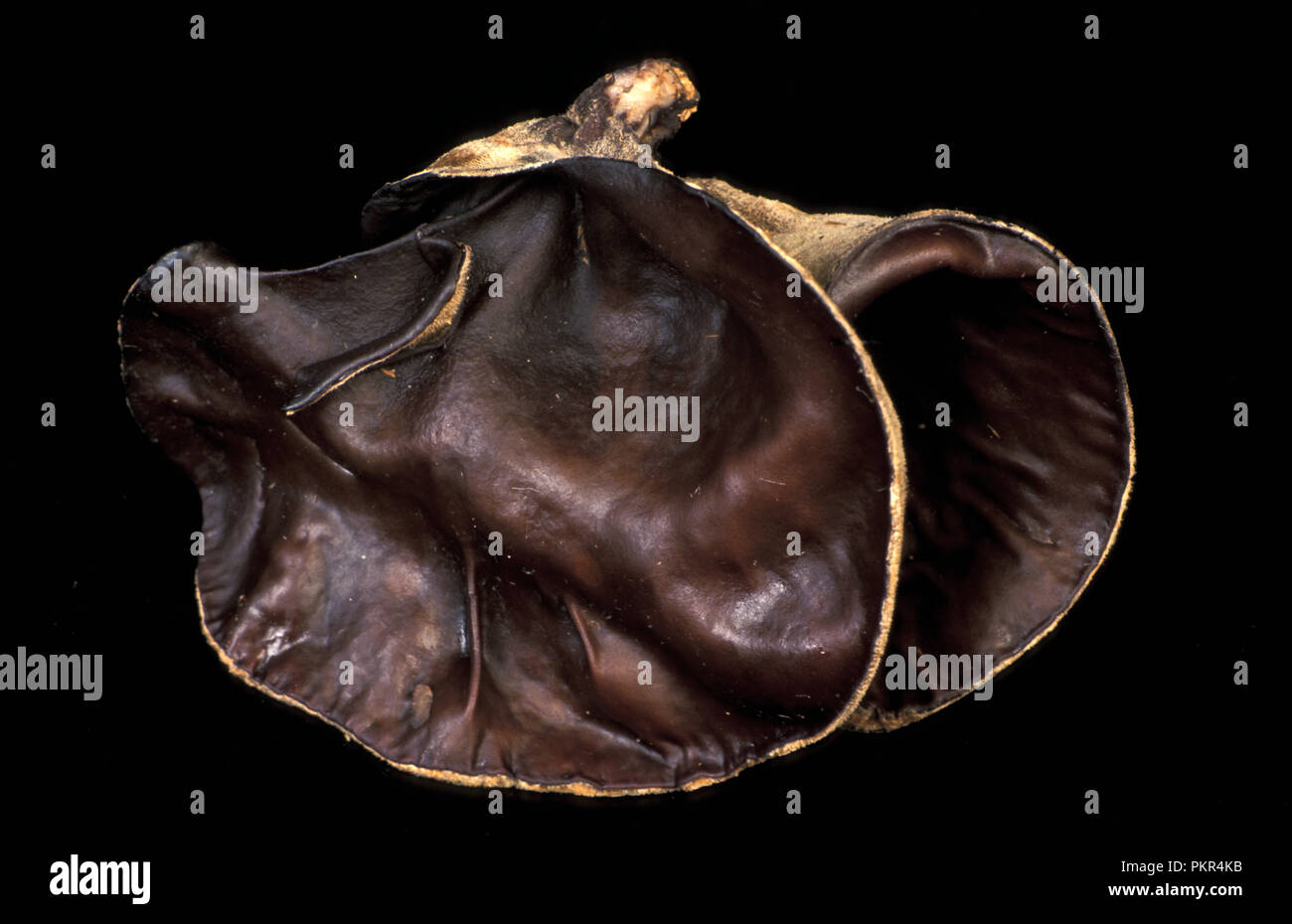 BLACK FUNGUS (WOOD EAR FUNGUS) AURICULARIA POLYTRICHIA IS AN EDIBLE JELLY FUNGUS. Stock Photo