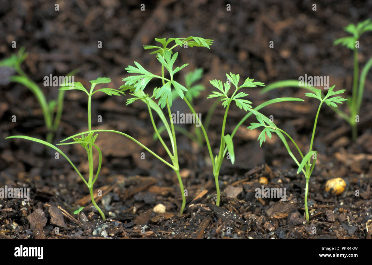 carrot seedlings damping off carrot seedlings damping off