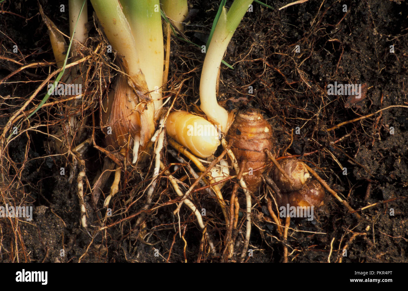 EXPOSED DEVELOPING TUMERIC RHIZOMES (CUCUMA LONGA) IN GARDEN SOIL. Stock Photo