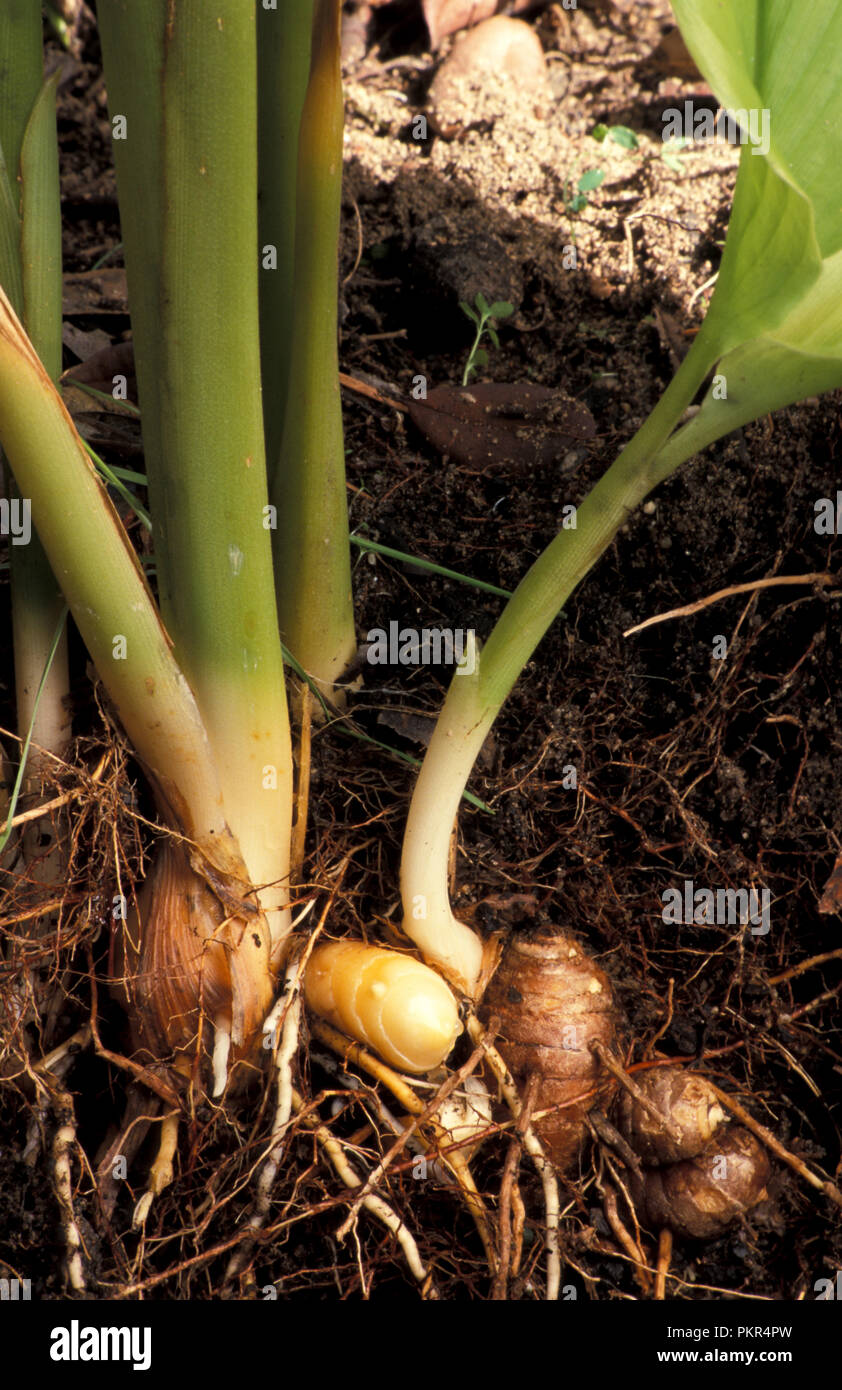 EXPOSED DEVELOPING TUMERIC RHIZOMES (CUCUMA LONGA) IN GARDEN SOIL. Stock Photo