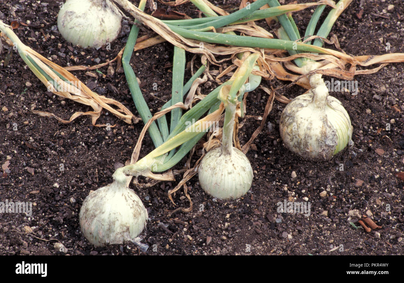 White onion (Allium cepa, 'sweet onion') is a cultivar of dry onion, it has a pure white papery skin and a sweet, mild white flesh, seen here growing Stock Photo