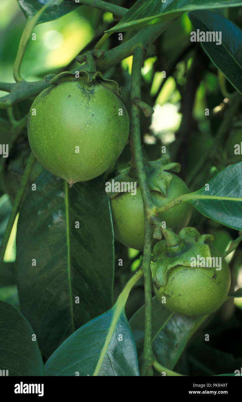 Sapote tree hi-res stock photography and images - Alamy