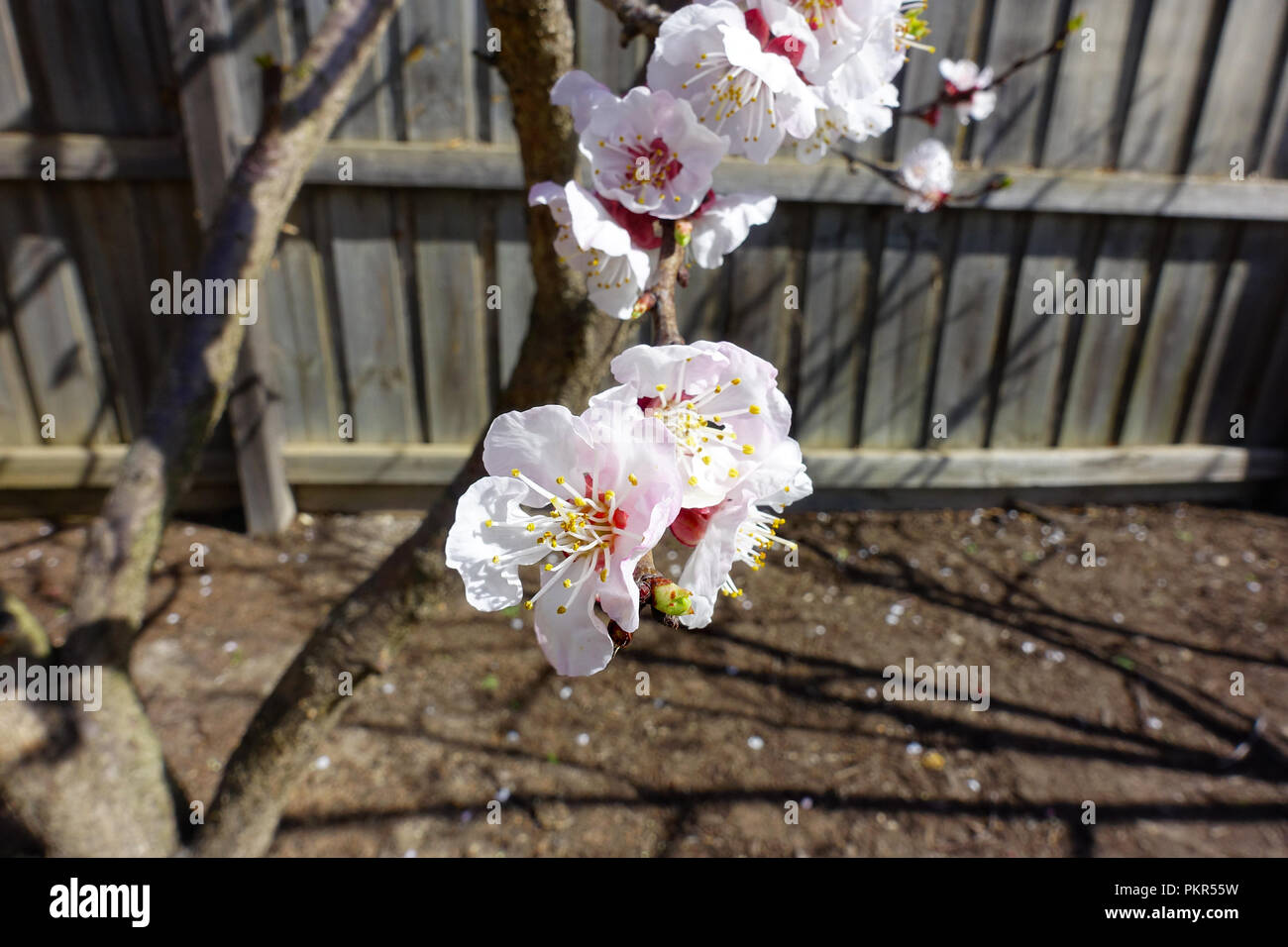 Apricot blossom Stock Photo