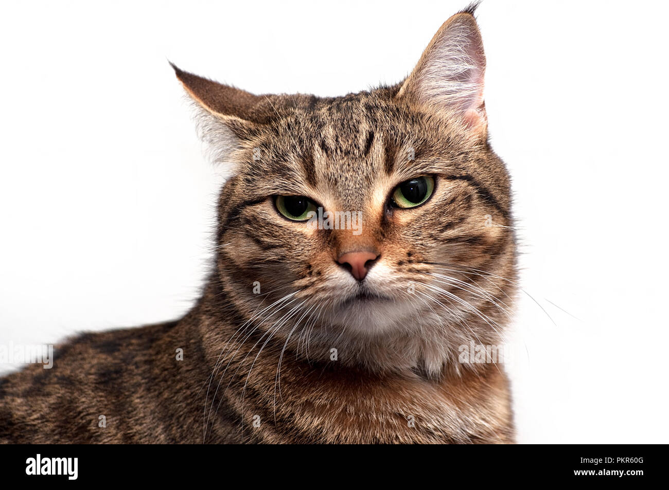 Domestic tabby cat looking into camera Stock Photo - Alamy