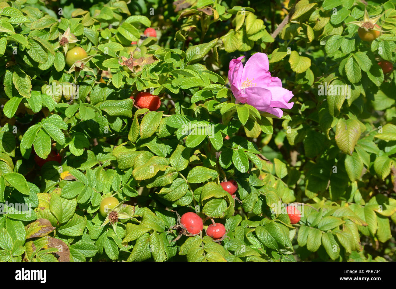Rose hip bush hi-res stock photography and images - Alamy