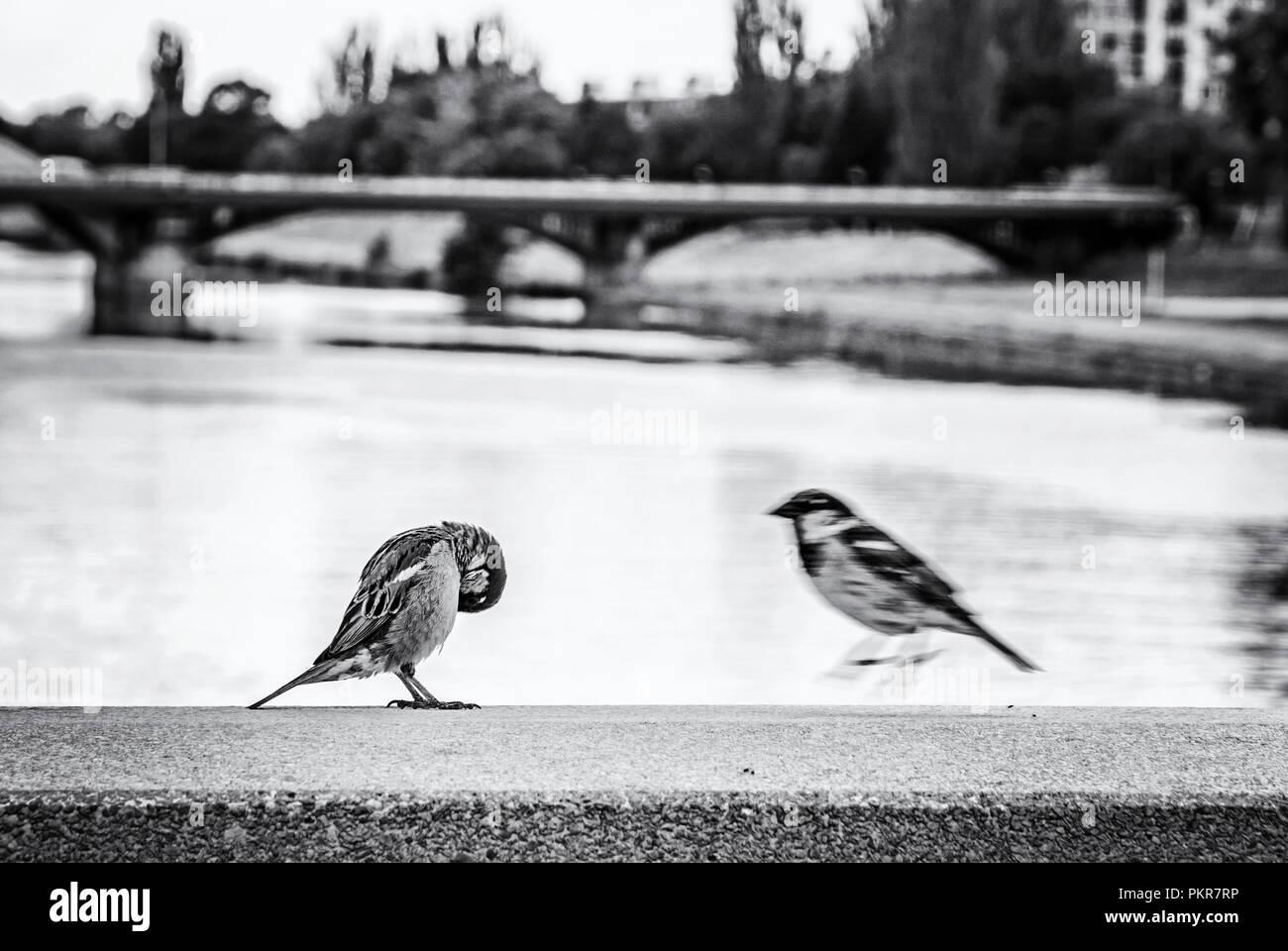 Sparrows in the city. Birds scene. Black and white photo Stock Photo