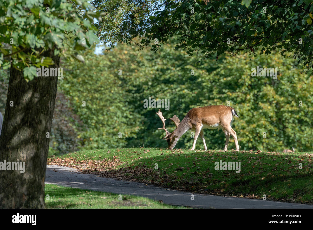 Cervidae family hires stock photography and images Alamy