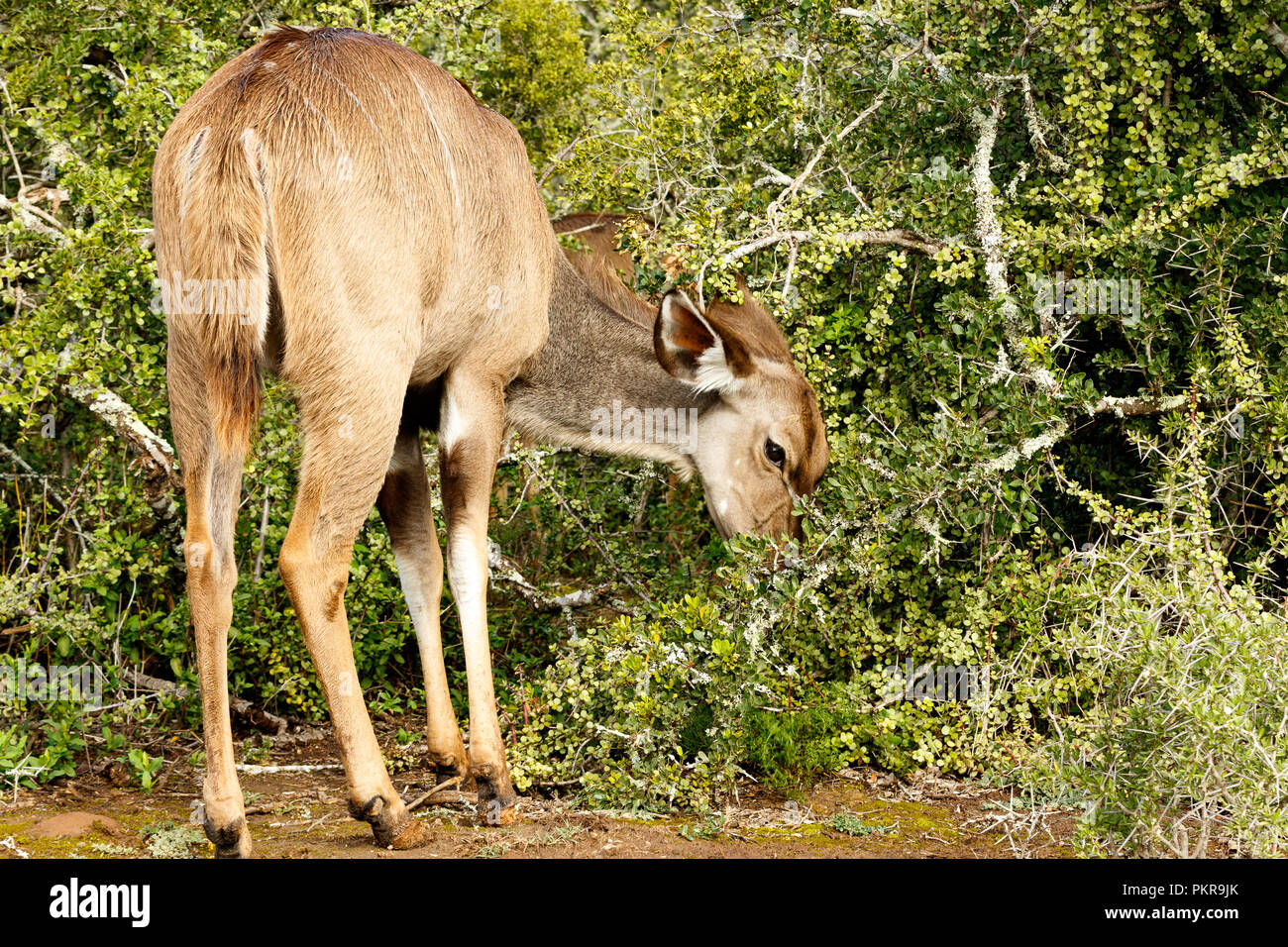 Kudu hiding his mouth in the bushes in the field. Stock Photo