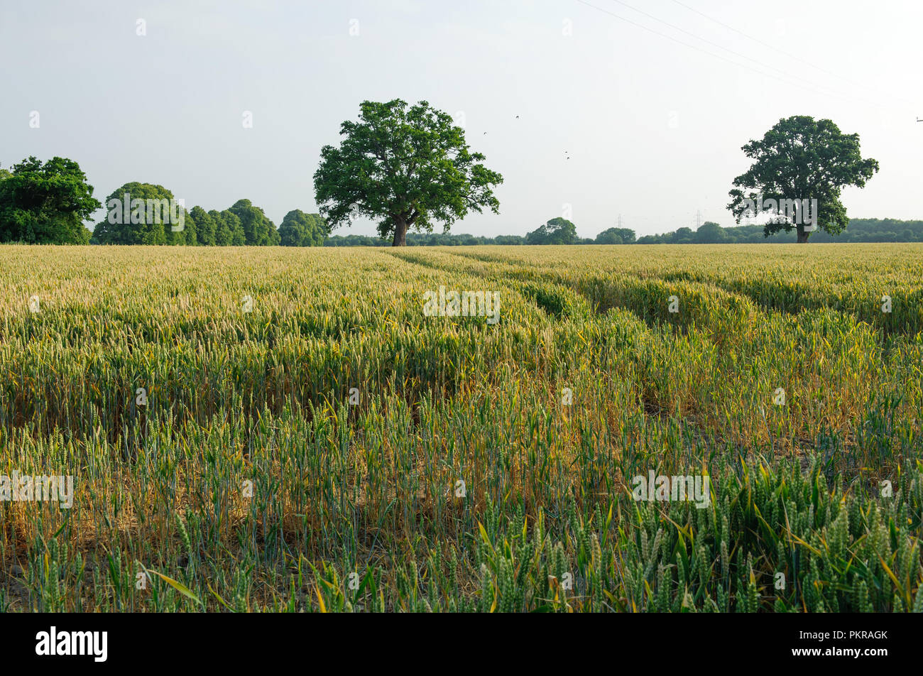 Beautiful farm land in the countryside in Ireland Stock Photo