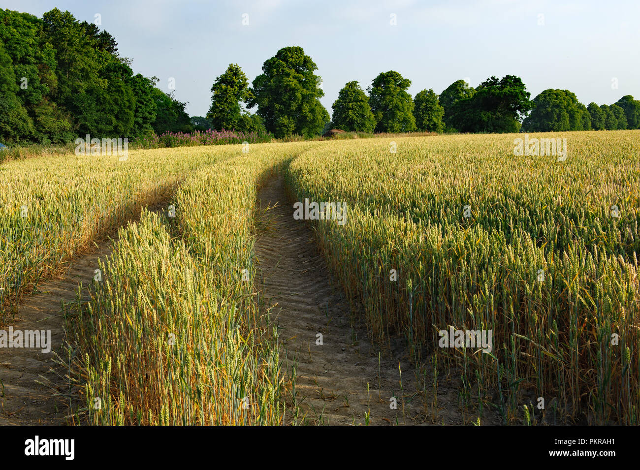 Tractor tracks in a barley field Stock Photo