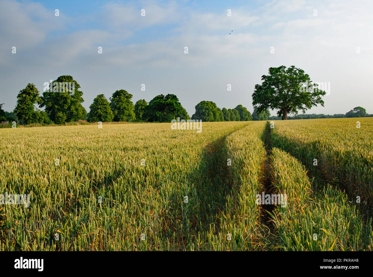 Tractor tracks in a barley field Stock Photo
