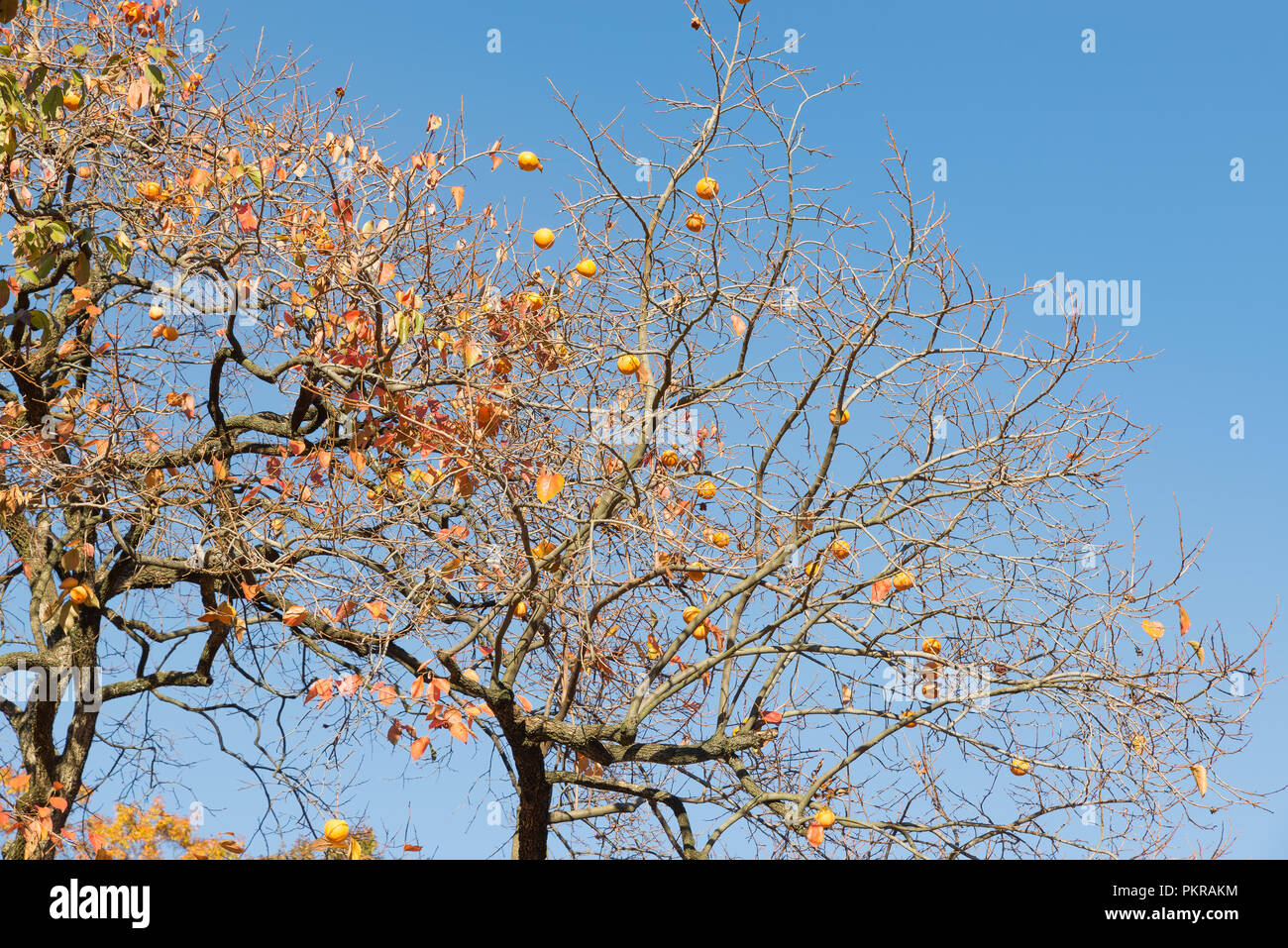 Japanese kaki persimmons diospyros hi-res stock photography and images ... Japanese kaki persimmons diospyros hi-res stock photography and images ...