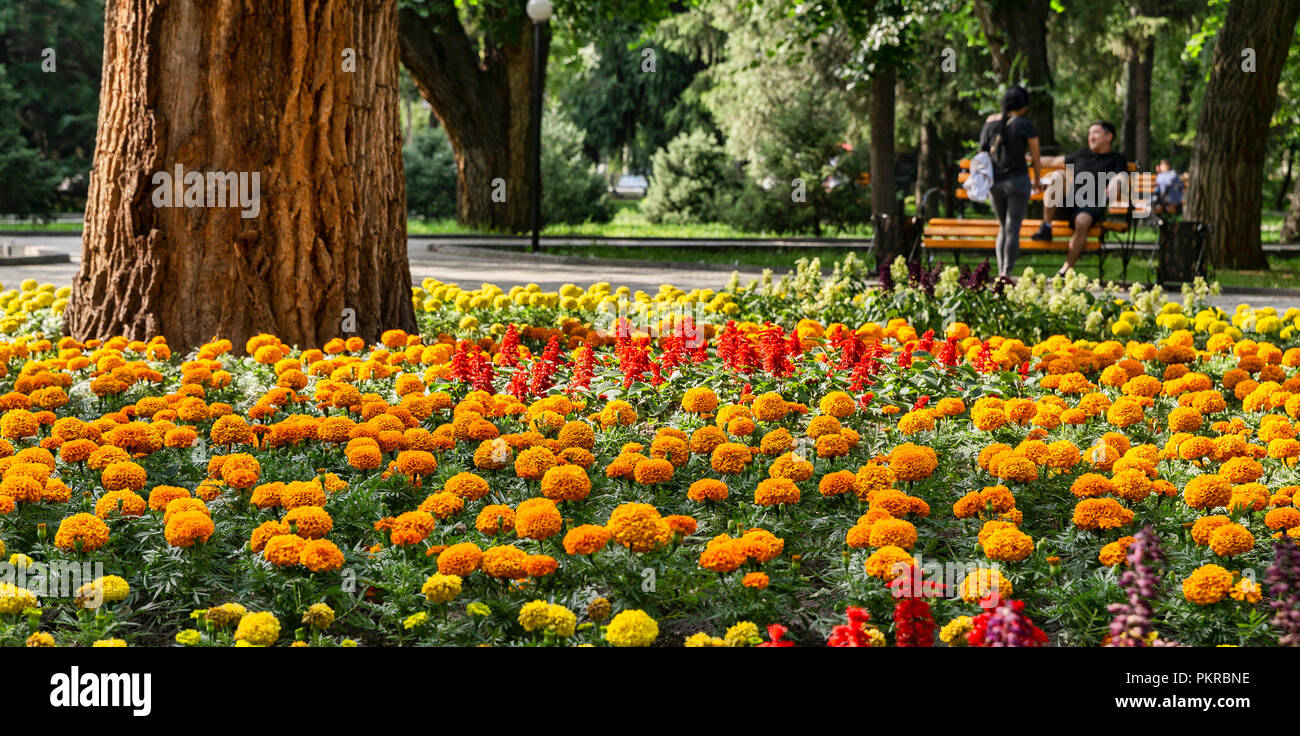 Flowers in bishkek hires stock photography and images Alamy